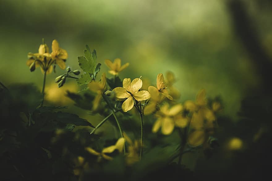 ดอกไม้, ดอกสีเหลือง, ดอกไม้ป่า, สวน, ทุ่งหญ้า, ธรรมชาติ, สีเหลือง, ฤดูร้อน, ปลูก, ใกล้ชิด, สีเขียว