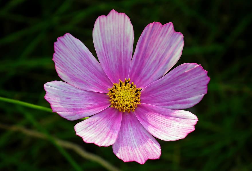 Cosmea, цветок, розовый, розовый цветок, розовые лепестки, цветение, цвести, Флора, цветоводство, садоводство, ботаника