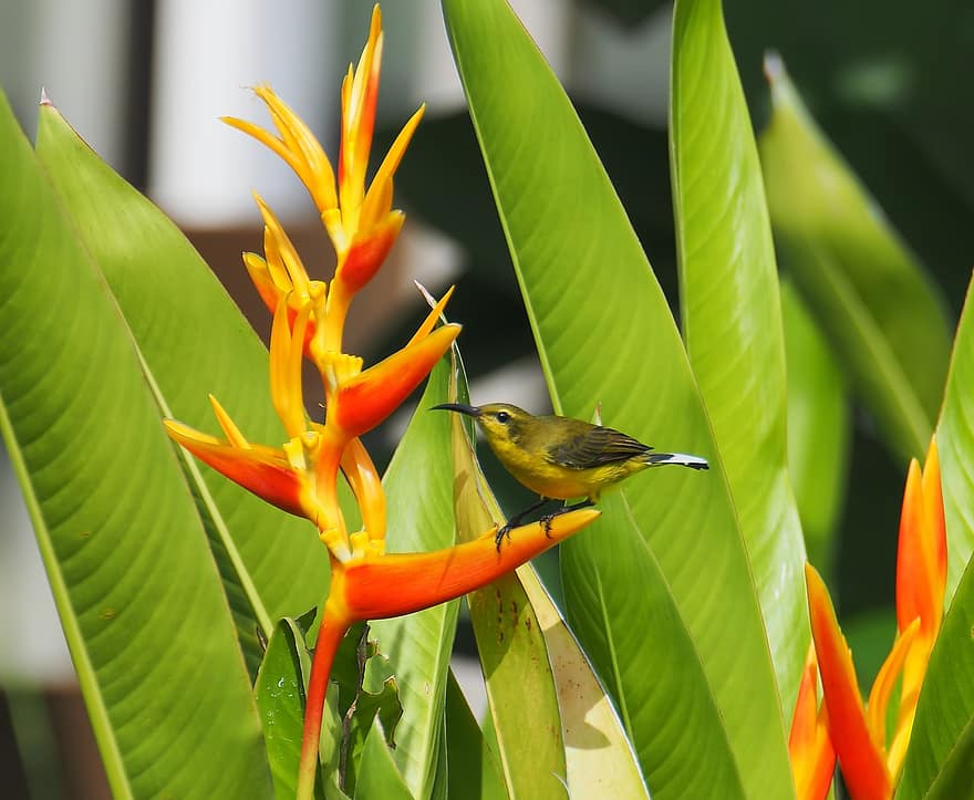 птица, цвете, тропически, растение, зелен, женски пол, Sunbird, див, естествен, дивата природа, цвят
