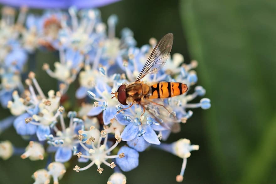floare, hoverfly, polenizare, insectă, macro, inflori