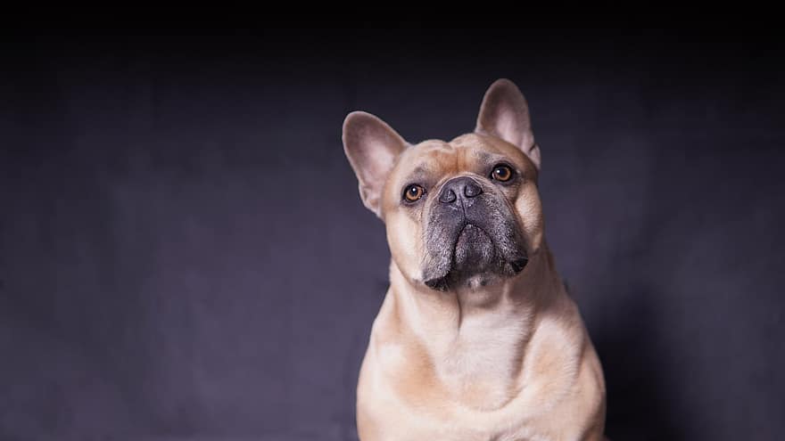 bulldog Perancis, anjing, kuat, berotot, perhatian, latar belakang gelap, potret, potret anjing, potret hewan, manis, imut