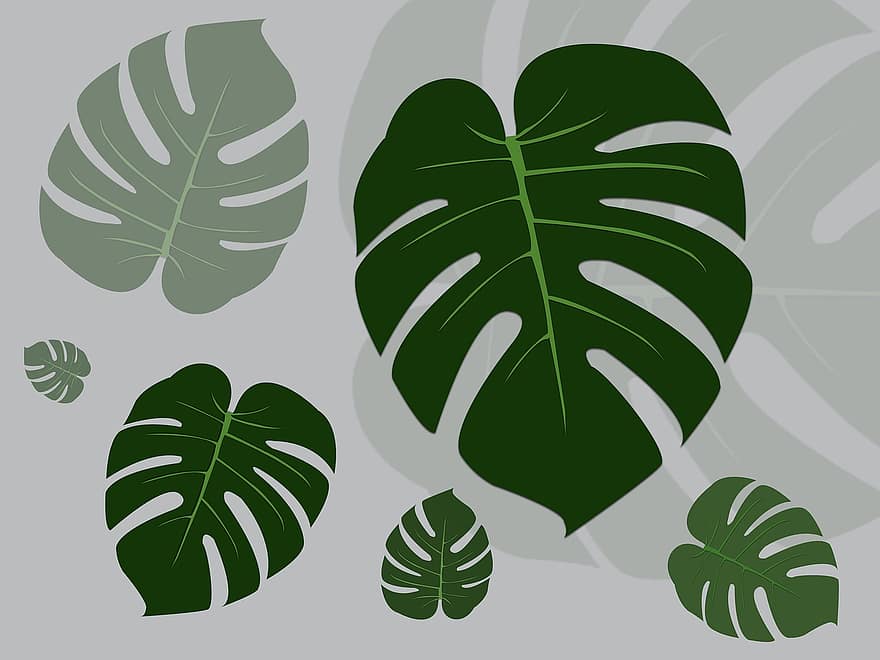 Leaves, Monstera, Tropical, Green, Plant, Swiss Cheese Plant, Nature, Pattern