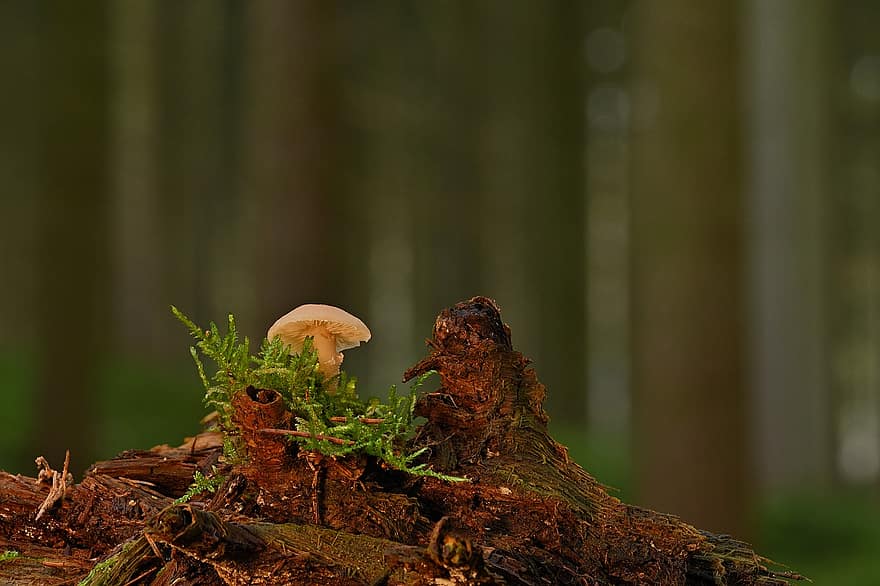 Mushroom, Forest Mushroom, Mycology, Moss, Forest Floor, forest, autumn, close-up, fungus, plant, season