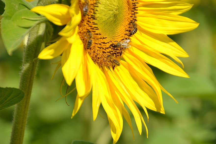 slunečnice, květ, slunečnicová pole, letní, Příroda, žlutá, zemědělství, pole, Jasný, včely, včely medonosné