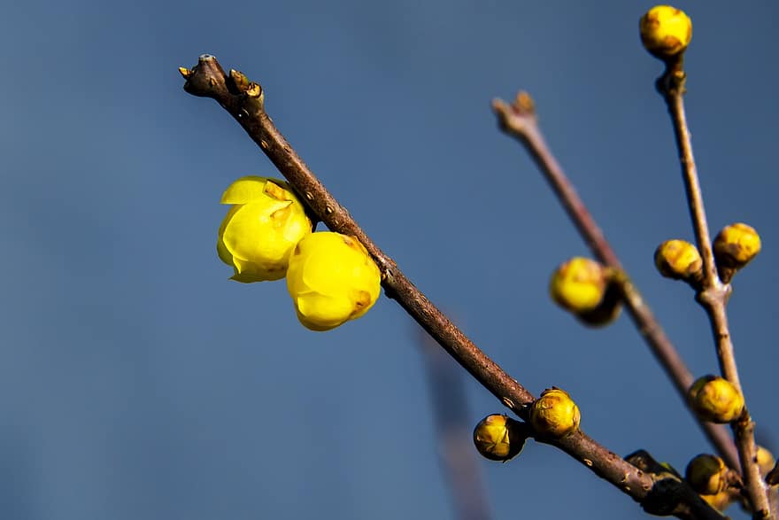 wintersweet, Японски бахар, жълти цветя, природа