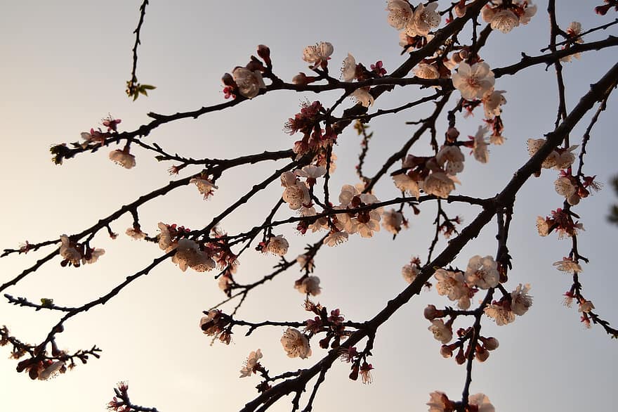 Plum Blossom, Flowers, Spring, Petals, Apricot Tree, Bloom, Blossom, Tree, Sunset, Nature, branch