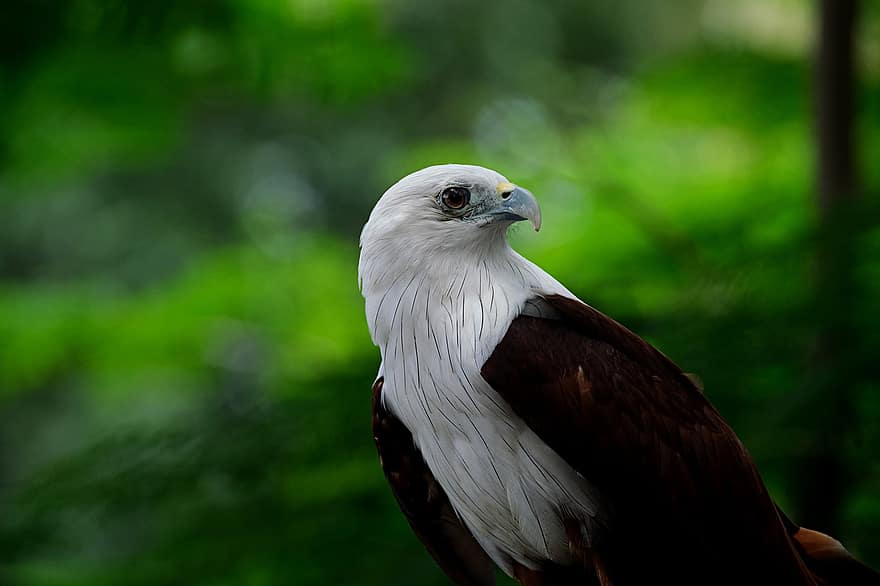 Hawk, Raptor Bird, Bird Prey, beak, feather, bird of prey, animals in the wild, close-up, bird, falconry, animal eye