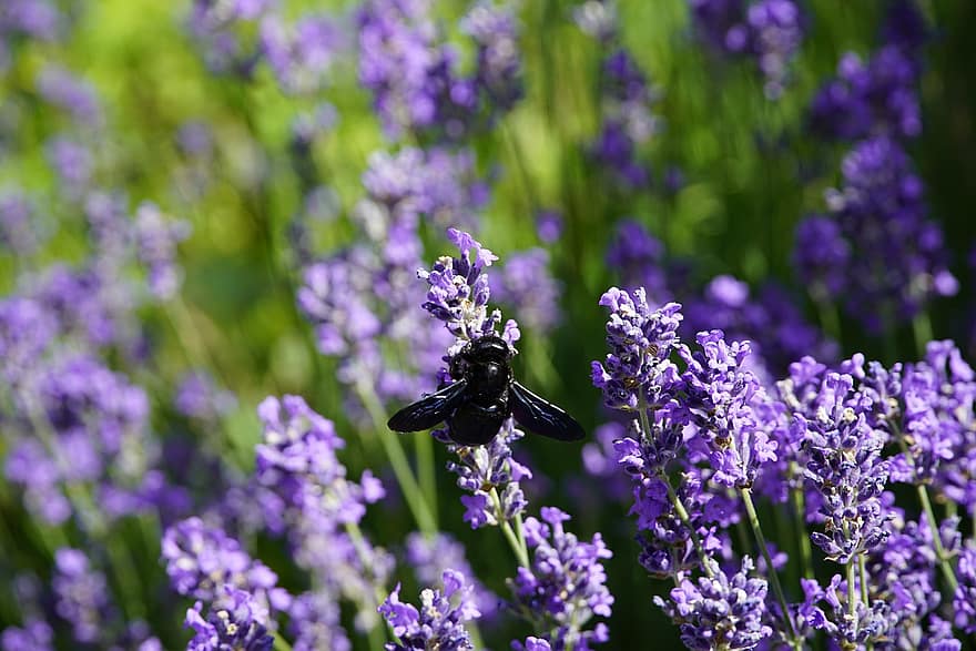 xylocopa, àcids, salvatge, abella, negre, violeta, espígol, flors, blau, gran, estiu