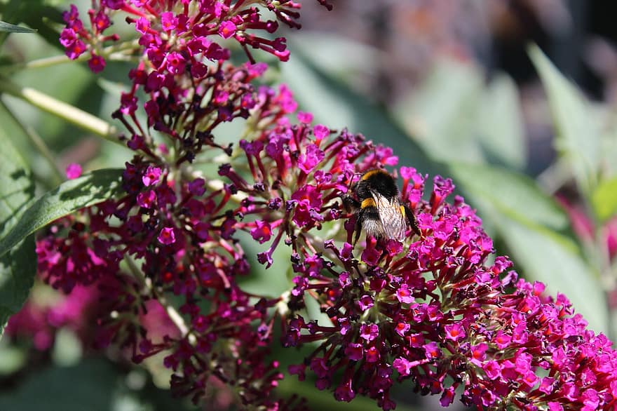 abejorro, flor, polinización, insecto, abeja, Bombus, arbusto de mariposa, Buddleja, floración, planta floreciendo, planta ornamental