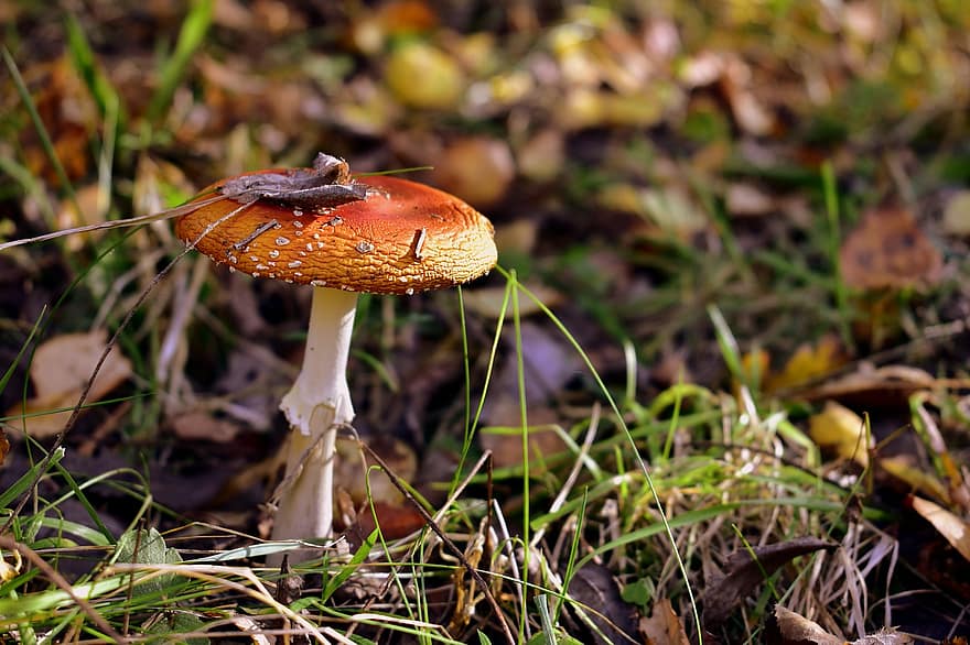 fungo, pianta, fungo velenoso, natura, avvicinamento, autunno, all'aperto, foresta, stagione, incolto, berretto