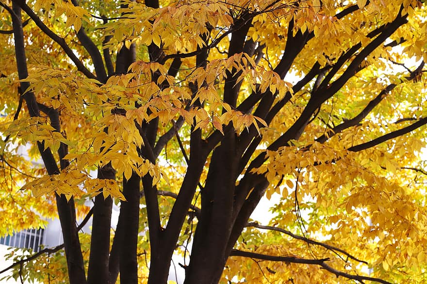 rudens lapas, rudenī, lapas, raksturs, koks, augu, krāšņums, dzeltens, sezonā, mežs, filiāle