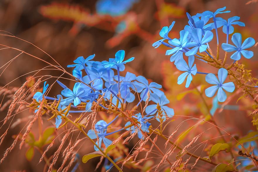 fleurs, bleu, contraste de couleur, plante, la nature, Couleur, marron, contraste, structure, belle