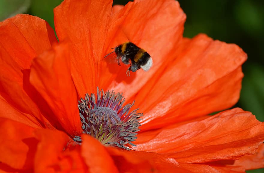 flor, amapola, abejorro, insecto, macro, polen, pétalos, pétalos rojos, floración, de cerca, naturaleza