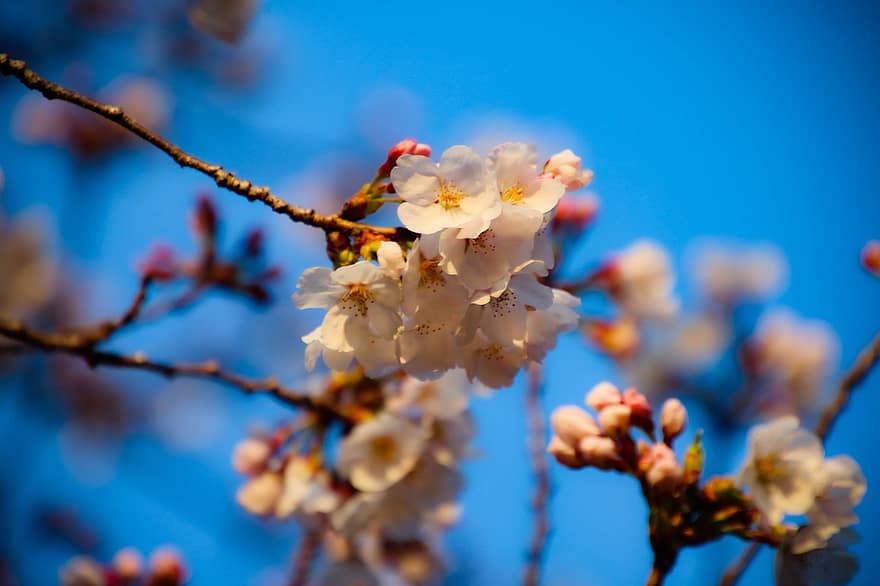 kersenbloesems, roze bloemen, sakura, kersenboom, bloemen, de lente