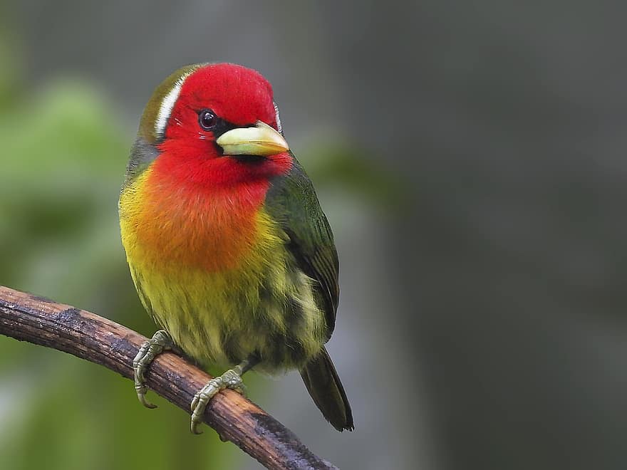 Рыжий Барбет, птица, животное, живая природа, фауна, пустыня, природа, джунгли