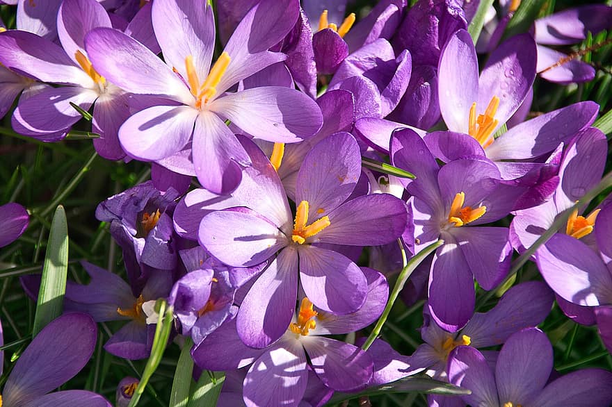 bunga-bunga, crocus, musim semi, violet, berkembang, mekar, botani, menanam, kelopak, bunga, ungu