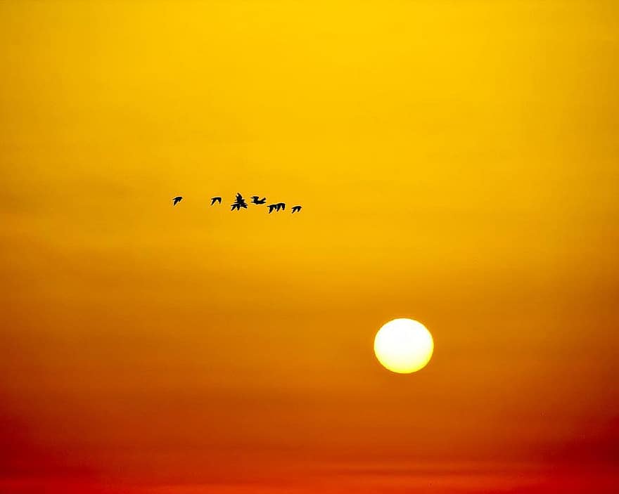 sol, posta de sol, ocells, vespre, dom, cel, a l'aire lliure, volant