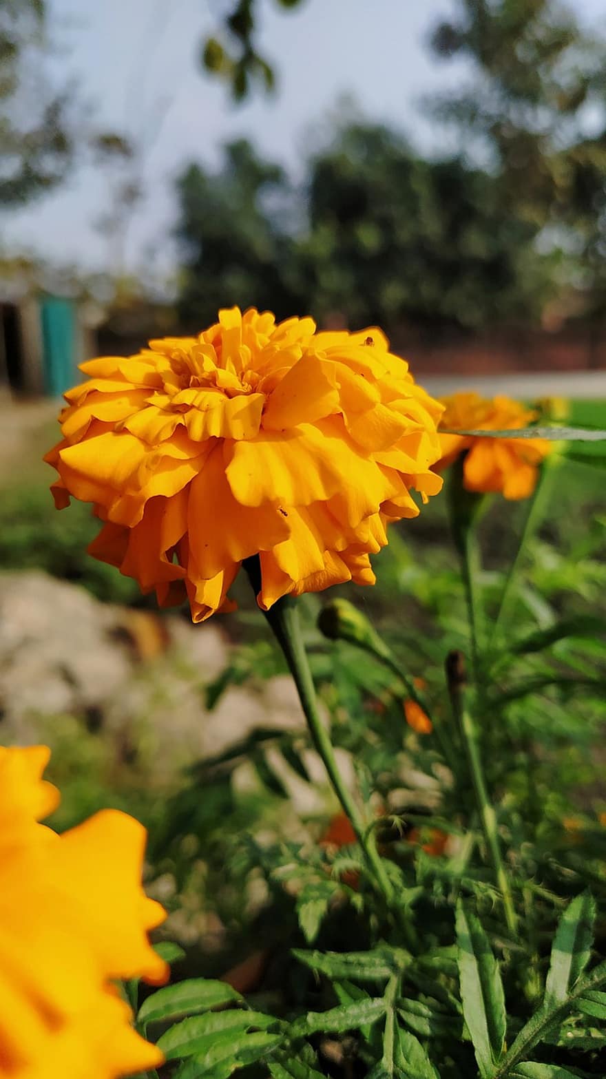 Flower, Marigold, Bloom, Blossom