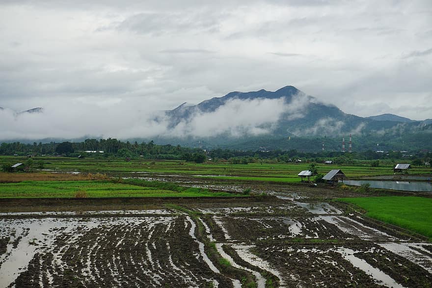 ryžių laukai, žemės ūkio paskirties žemės, Tailandas, Azijoje, kaime, pobūdį