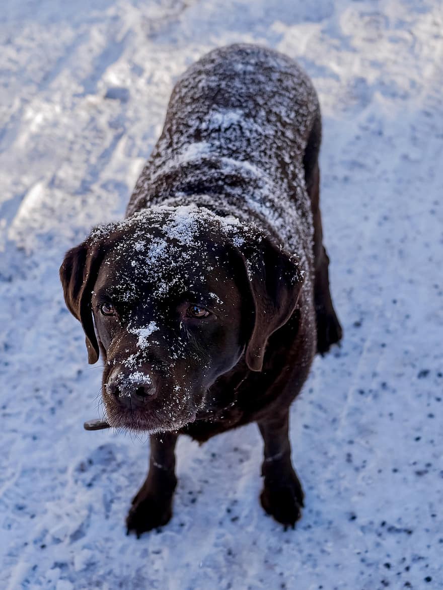 labrador retriever, pies, śnieg, Labrador, zwierzę domowe, zwierzę, pies domowy, psi, ssak, figlarny, uroczy