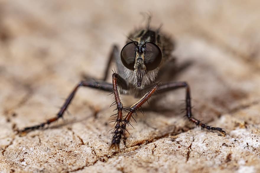 robberfly, sinek, bileşik, gözleri, vücut, ağaç, avcılık, parazit, böcek, yaban hayatı, açık havada