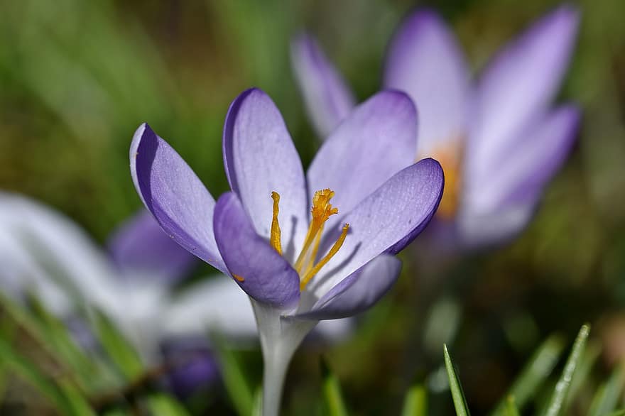Flowers, Crocus, Iris, Blossom, Bloom, Flora, Spring, Garden, Floriculture, Horticulture, Botany