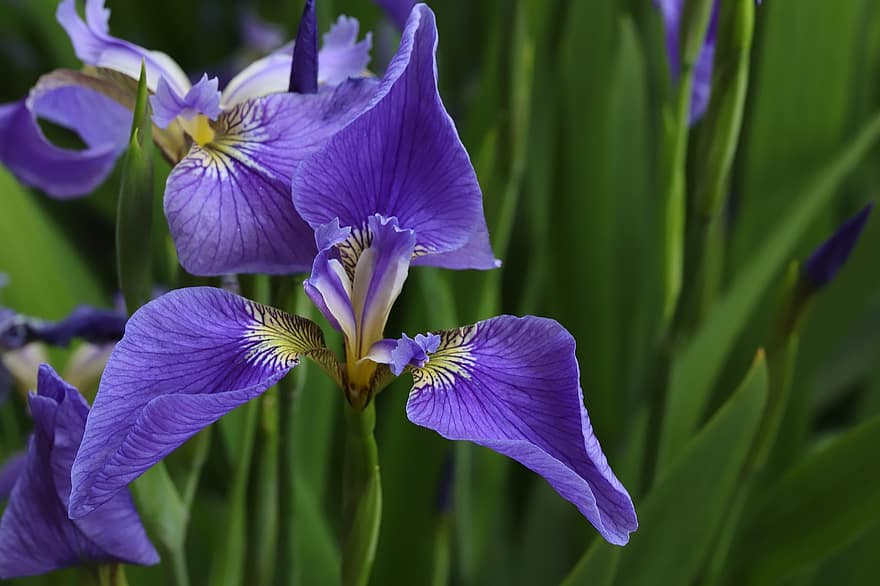 iris blomst, blomst, vår, lilla blomst, vårblomst, anlegg, vannplante, hage, natur, lilla, nærbilde