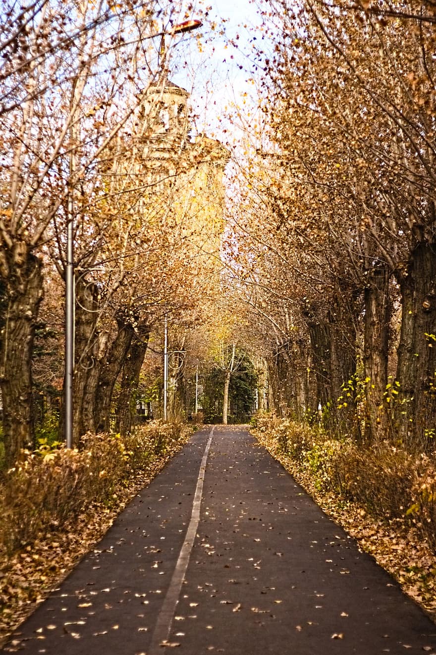 есен, алея, дървета, шума, природа, път, дърво, селска сцена, сезон, гора, листо
