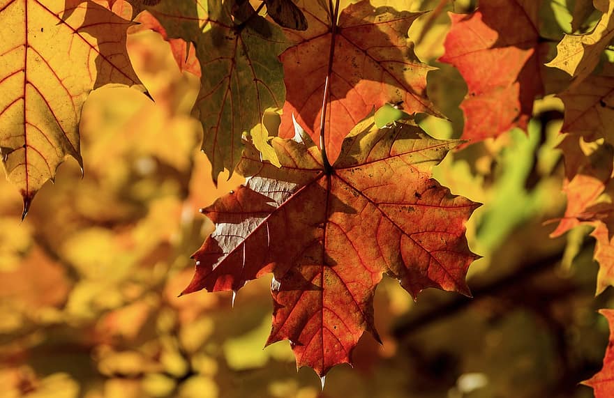 葉、もみじ、秋、木、工場、フローラ、自然