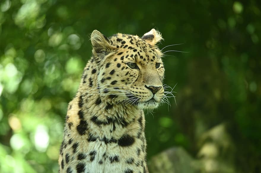 amur leopard, divoká kočka, Kočkovitý, velká kočka, dravec, puntíkovaný, leopard, masožravec, savec, zvíře, divoké zvíře