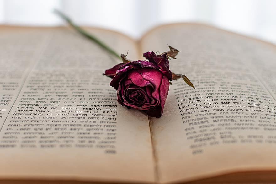 abra o livro, rosa seca, rato de biblioteca, leitura, romance, flor seca, rosa, texto hebraico, dia do livro, Papel de parede do livro, rosas murchas