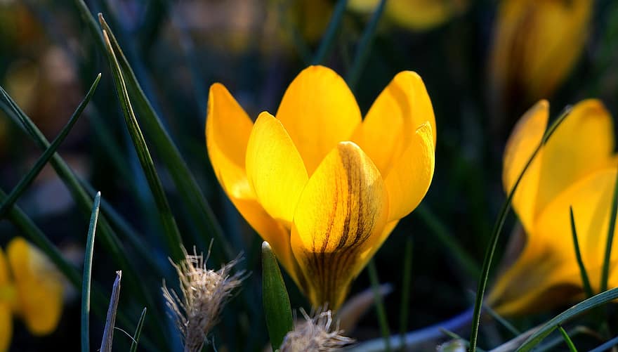 クロッカス、フラワーズ、黄色い花、花びら、黄色の花びら、春の花、自然、花、咲く、フローラ、工場