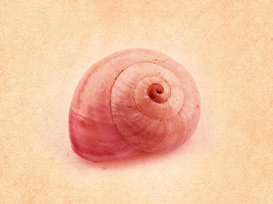 Conch, Background, Texture, Snail