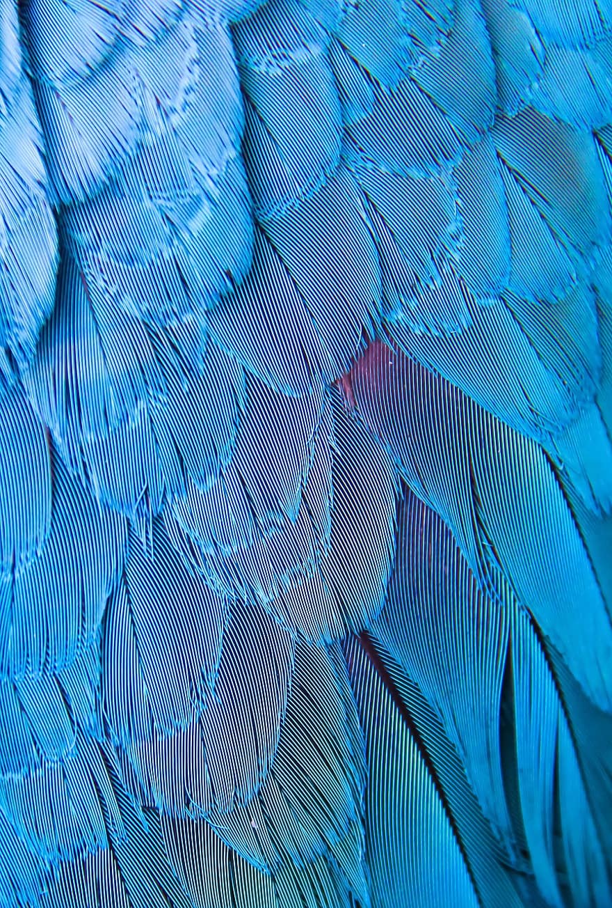 blaue Federn, Vogel, Ara-Federn, Hintergrund, Papagei, Papageienfedern, Tierwelt, Handy-Hintergrundbild, Blau, mehrfarbig, Muster