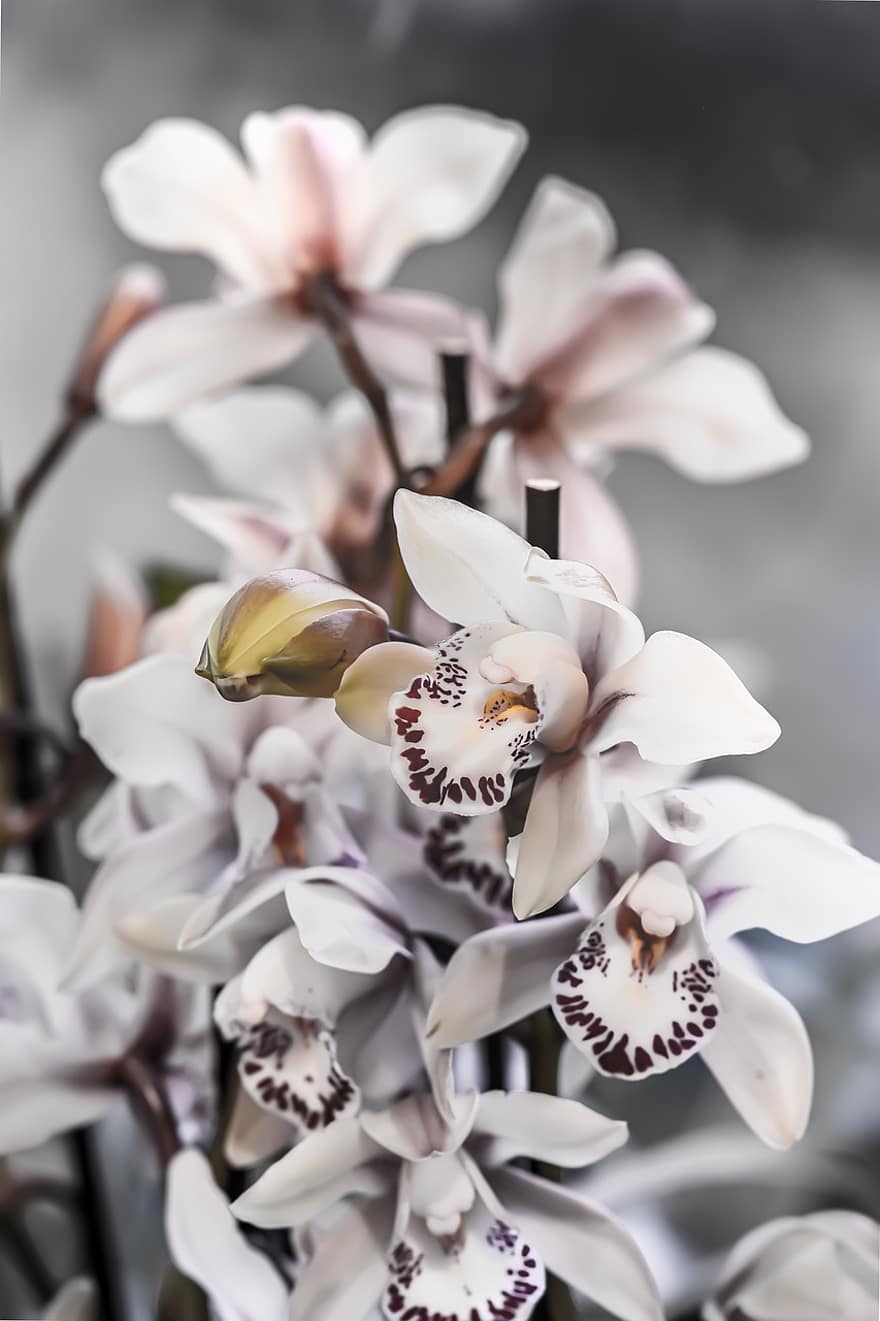 orquídeas, flores, jardim, flor, Flor, planta com flores, planta ornamental, plantar, flora, natureza