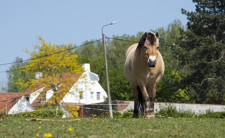 Horse, Equine, Equestrian, Animal, Ungulate, Mammal, Graceful, Grazing, Countryside, Farm, Horseshoe