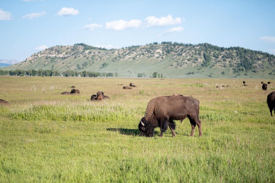 animal, vida salvatge, bisons, búfala, ramat, salvatge, herba, naturalesa, muntanya, mamífer, safari