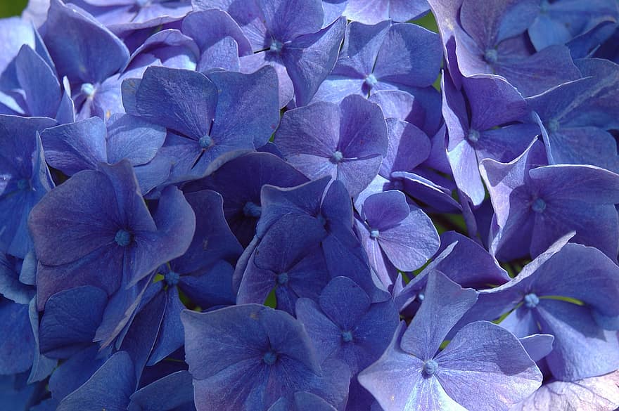 Hortensien, Blumen, blaue blumen, Blütenblätter, blaue Blütenblätter, blühen, Flora, Pflanze, Natur, lila, Blau