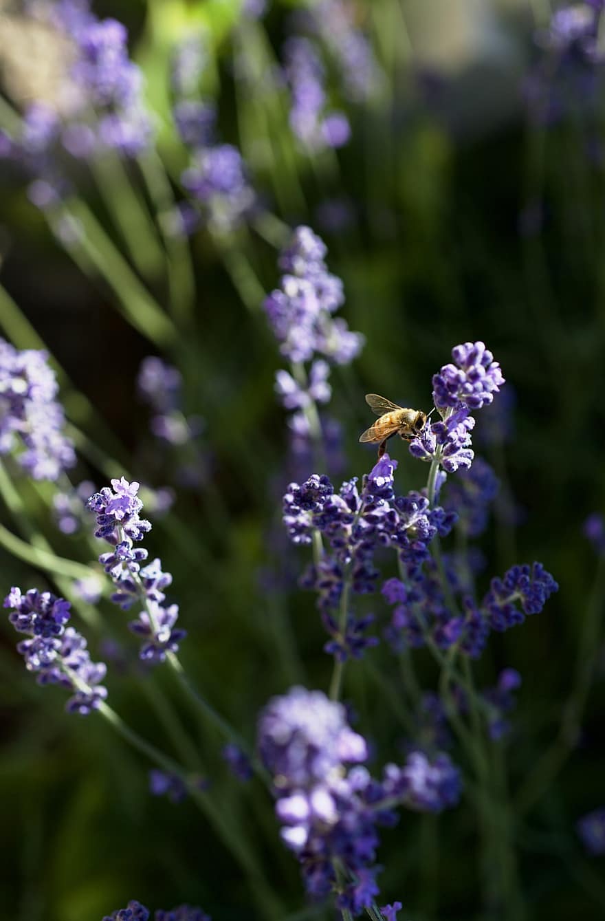 mehiläinen, hyönteinen, laventeli, violetti, hunajamehiläinen, luonto, siitepöly, kukinta, kevät, puutarha, kasvi
