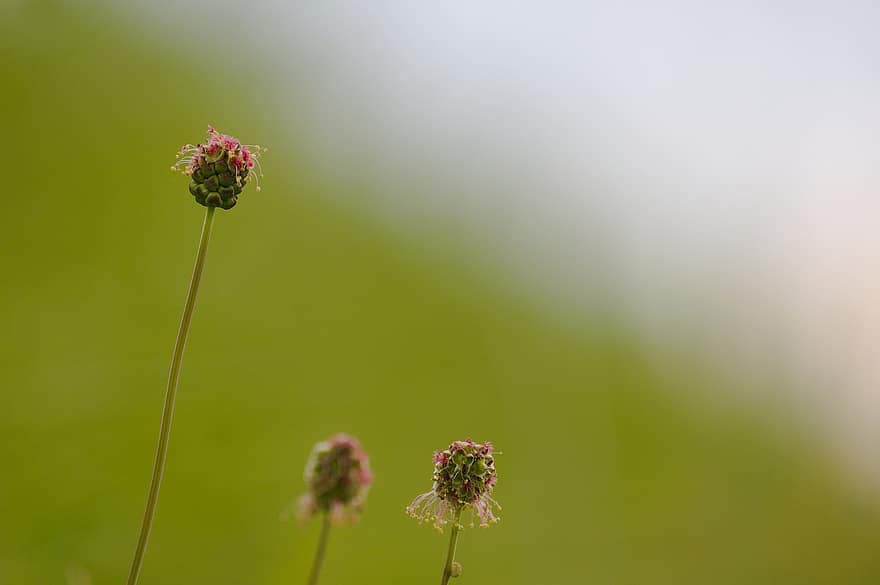 маленькая горелка, Sanguisorba Minor, полевые цветы, Флора, завод, очный цвет, Pimpinella, пурпурный, весна, летом