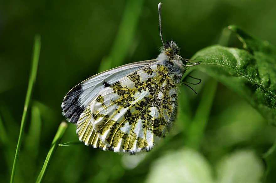 オーロラ蝶、バタフライ、昆虫、翼、葉、工場、庭園、自然、閉じる、マクロ、緑色