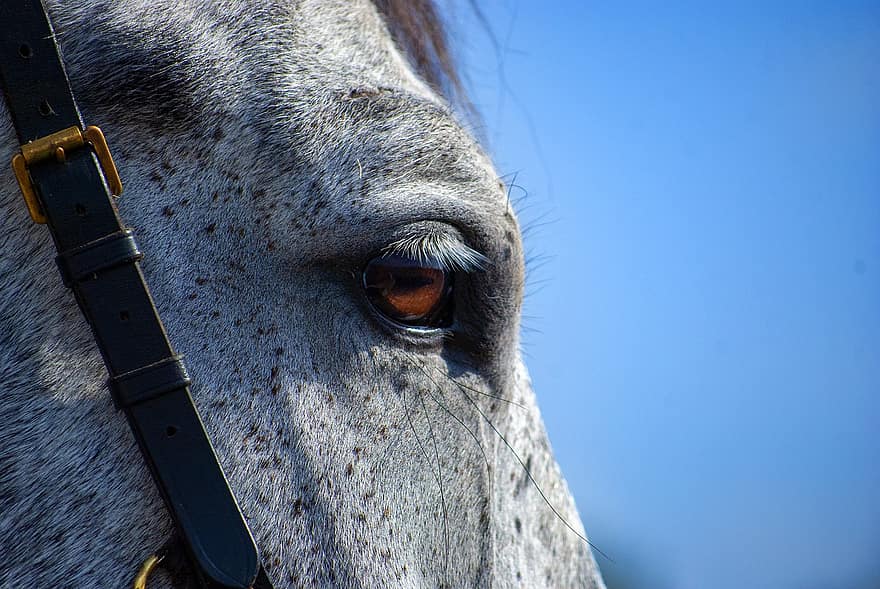 cavallo, grigio, occhio, cavallo grigio, occhio di cavallo, equino, stallone, animale, mammifero, ritratto, ritratto di cavallo