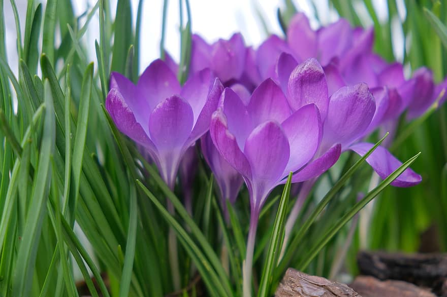 цветы, крокус, весна, пурпурный, природа, завод, сад, лепестки, рост, цветение, цвести