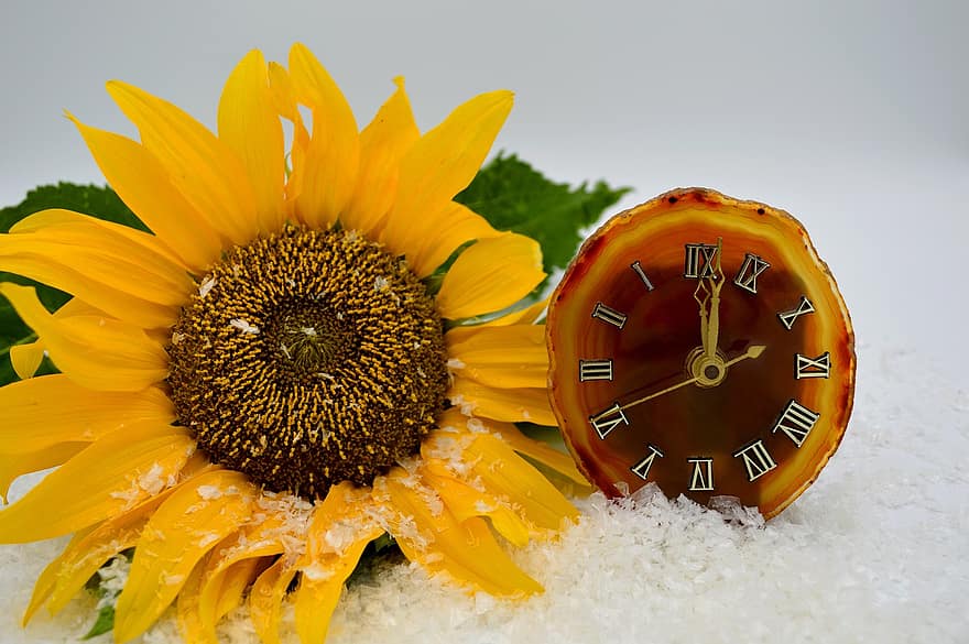 conversie în timp, uhrumstellung, timp de vară, timp de iarna, ceas, floare, floarea-soarelui, zăpadă, fulgi de zapada, timp, cadran