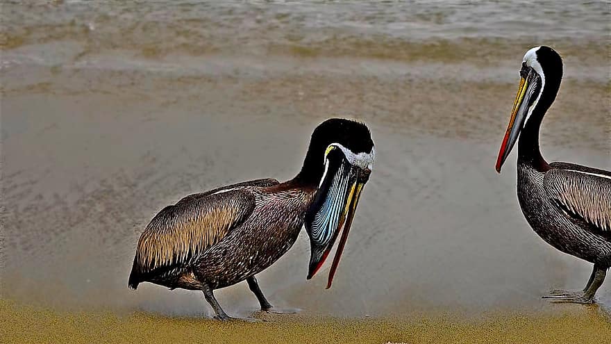 pelikāni, putns, pludmale, savvaļas dzīvnieki, pelecanus occidentalis