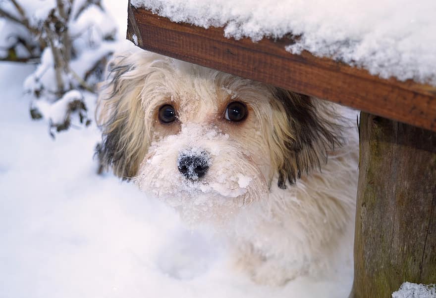 koira, lemmikki-, koiran-, eläin, turkis, kuono, nisäkäs, koiran muotokuva, kotieläin, eläinten maailma, lumi