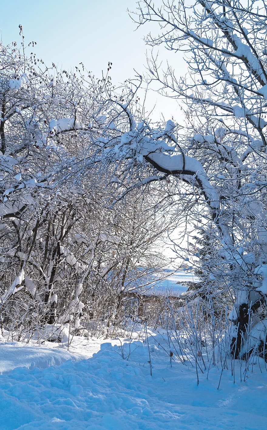 sne, kold, frost, vinter, træer, natur, driver