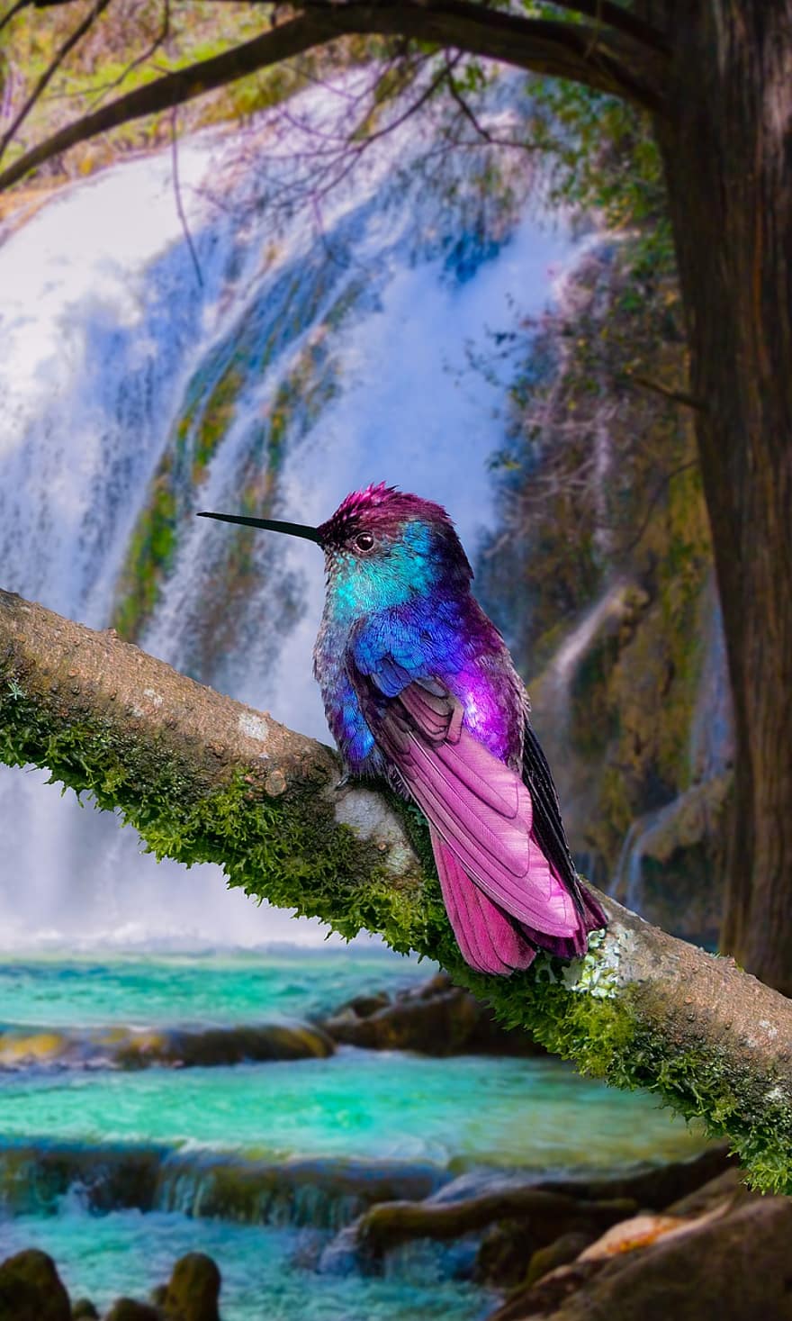 burung, burung kolibri, air terjun, aliran, sungai, hewan, berwarna merah muda, biru, hutan, wallpaper ponsel