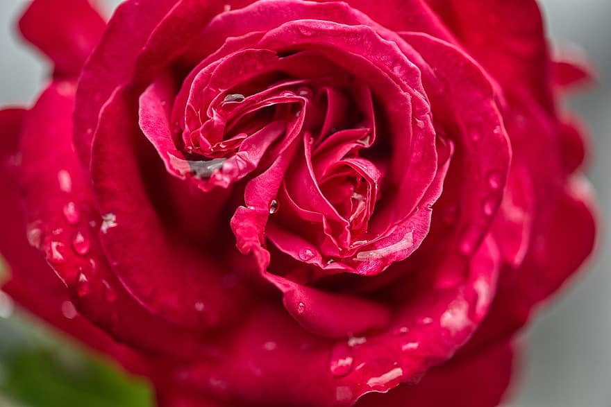 Rose, fleur, Floraison, individuel, goutte de pluie, eau, humide, petits et brillants, pluie, Météo