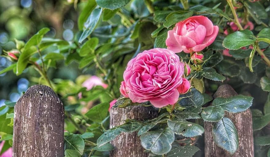 roos, hek, roze, bloem, natuur, tuin-, mooi, flora
